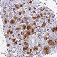 Anti-BPIFA2 antibody produced in rabbit 
