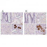 Anti-BPIFB2 antibody produced in rabbit 