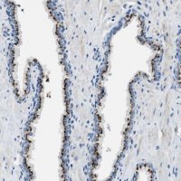 Anti-BRICD5 antibody produced in rabbit 