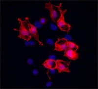Anti-BRSK1 (C-terminal) antibody produced in rabbit SAB4200393-200UL