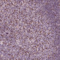 Anti-BTLA antibody produced in rabbit 