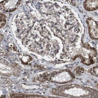 Anti-BTN3A3 antibody produced in rabbit 