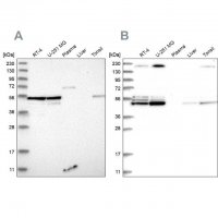 Anti-BYSL antibody produced in rabbit 