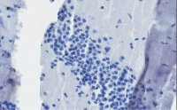 Anti-c-Fos Antibody, clone 1D10, ZooMAb Rabbit Monoclonal 