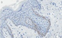 Anti-c-Jun Antibody, clone 1G8 ZooMAb Rabbit Monoclonal 