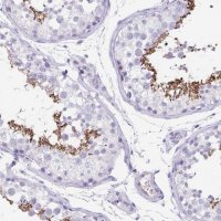 Anti-C11orf42 antibody produced in rabbit 