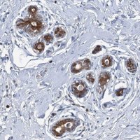 Anti-C11orf45 antibody produced in rabbit 