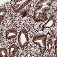 Anti-C12orf45 antibody produced in rabbit 