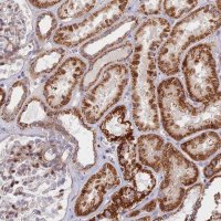 Anti-C15orf40 antibody produced in rabbit 