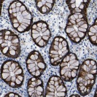 Anti-C15orf48 antibody produced in rabbit 
