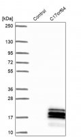 Anti-C17orf64 antibody produced in rabbit 