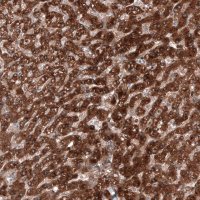 Anti-C19orf66 antibody produced in rabbit 