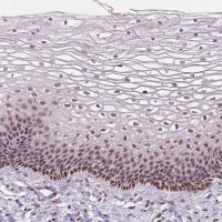 Anti-C1orf112 antibody produced in rabbit 