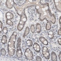 Anti-C1orf131 antibody produced in rabbit 