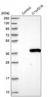 Anti-C1orf216 antibody produced in rabbit 