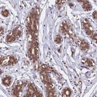 Anti-C1orf35 antibody produced in rabbit 