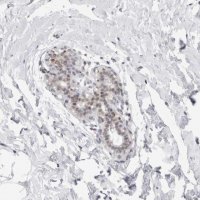 Anti-C1orf64 antibody produced in rabbit 