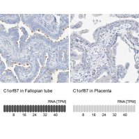 Anti-C1orf87 antibody produced in rabbit 