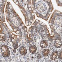 Anti-C1QBP antibody produced in rabbit 
