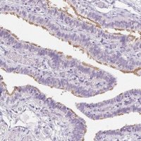 Anti-C20orf85 antibody produced in rabbit 