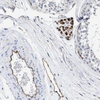Anti-C22orf42 antibody produced in rabbit 