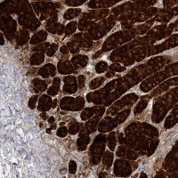 Anti-C2CD2 antibody produced in rabbit 