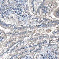 Anti-C5AR2 antibody produced in rabbit 