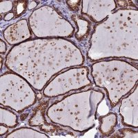 Anti-C5ORF30 antibody produced in rabbit 