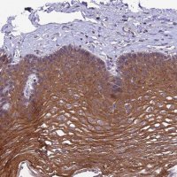 Anti-C6orf132 antibody produced in rabbit 