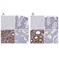 Anti-C6orf58 antibody produced in rabbit 