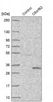 Anti-C6orf62 antibody produced in rabbit HPA030564-100UL