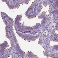 Anti-C7orf57 antibody produced in rabbit 