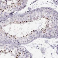 Anti-C7orf61 antibody produced in rabbit 