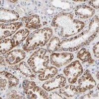 Anti-C9orf3 antibody produced in rabbit 