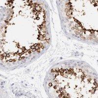 Anti-C9orf50 antibody produced in rabbit 