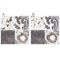 Anti-C9orf78 antibody produced in rabbit 