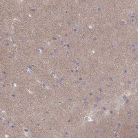 Anti-CACNG4 antibody produced in rabbit 