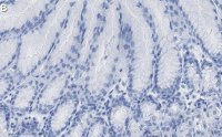 Anti-Calpain-9 Antibody, clone 1J22 ZooMAb Rabbit Monoclonal 