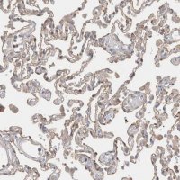 Anti-CAPN2 antibody produced in rabbit 