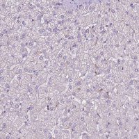 Anti-CAPN9 antibody produced in rabbit 