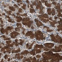 Anti-CAPNS1 antibody produced in rabbit 