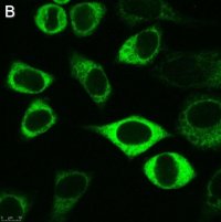 Anti-CAPRIN1 Antibody, clone 1F2 ZooMAb Rabbit Monoclonal 