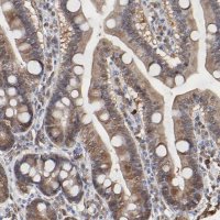 Anti-CASP3 antibody produced in rabbit 