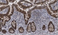 Anti-Caspase-1 (p20) Antibody, clone 2G4 , ZooMAb Rabbit Monoclonal 