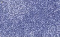 Anti-Caspase-1 p10 Antibody, clone 9H11 ZooMAb Rabbit Monoclonal 