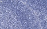 Anti-Caspase-3 Antibody, clone 3J16 , ZooMAb Rabbit Monoclonal 