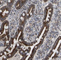 Anti-CBLB antibody produced in rabbit 