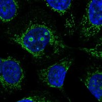 Anti-CCDC58 antibody produced in rabbit HPA051965-100UL
