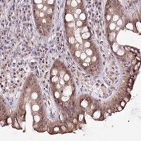 Anti-CCDC59 antibody produced in rabbit 