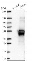 Anti-CCDC89 antibody produced in rabbit 